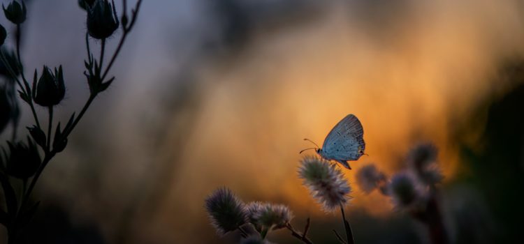 Que ton travail devienne une activité de vie de joie et d’amour !